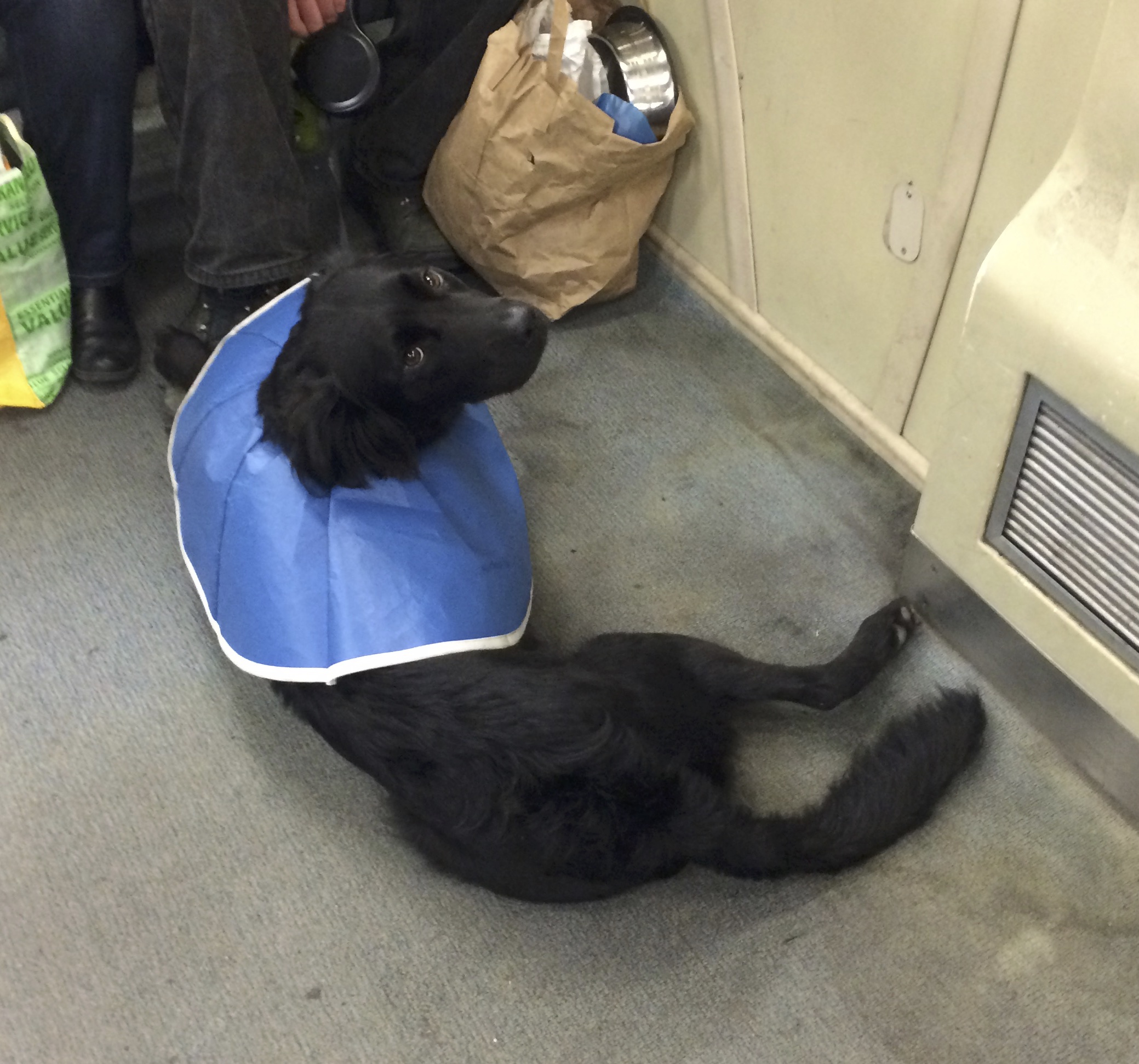 Black Border Collie Lab Mix In A Flexible Blue Cone Of Shame