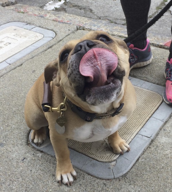 Fawn Miniature English Bulldog Sticking Very Wide Tongue Out