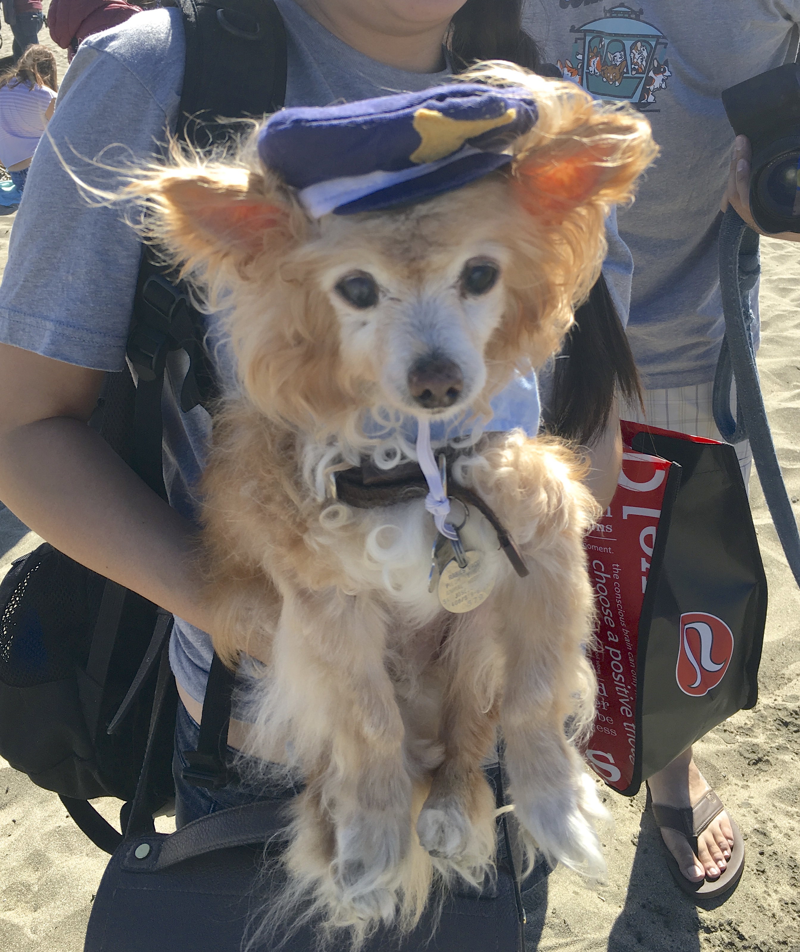 Long-Haired Chihuahua Mix Dressed As A Sailor