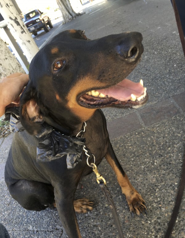 Smiling Doberman Pinscher Being Petted By The Photographer