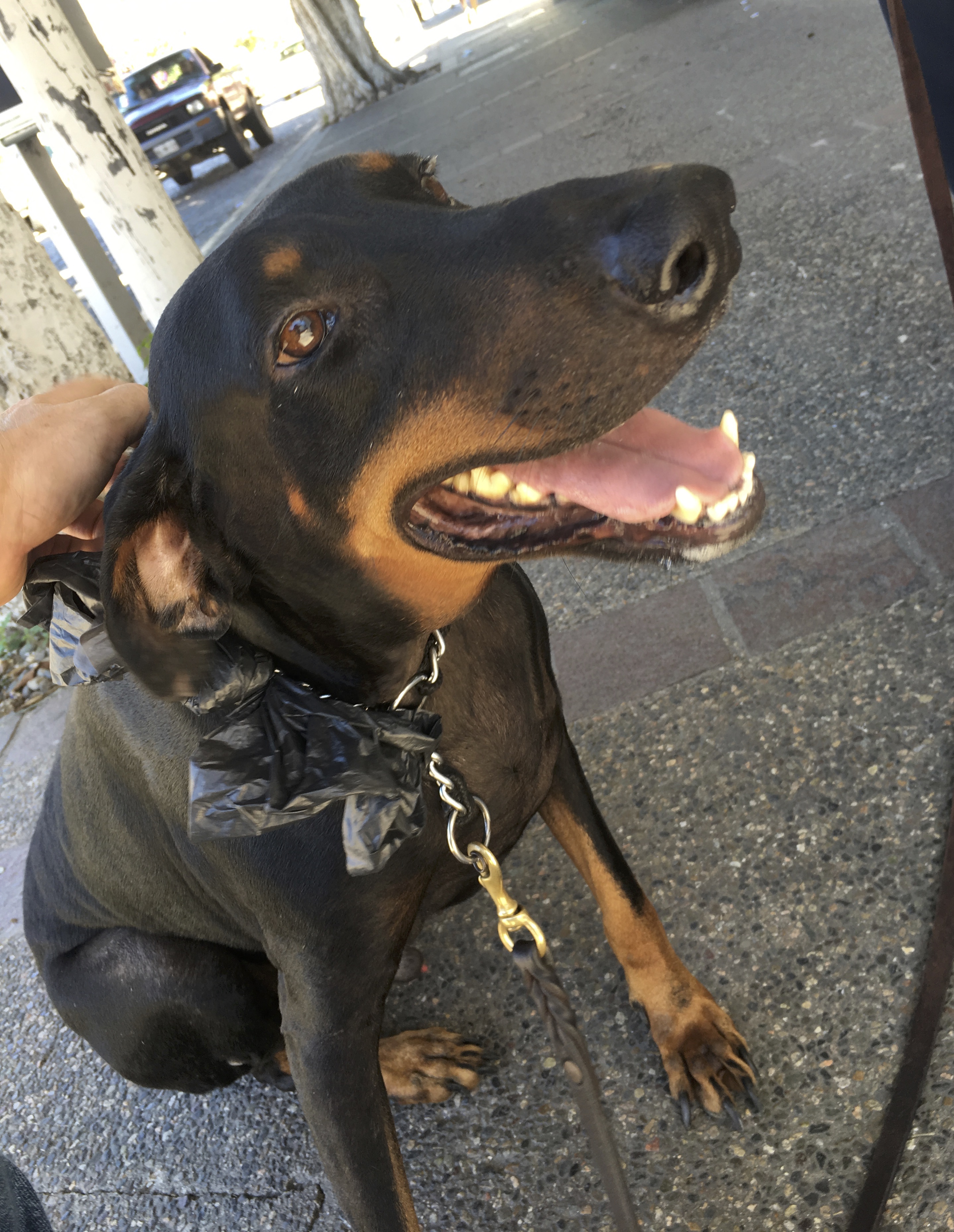 Smiling Doberman Pinscher Being Petted By The Photographer