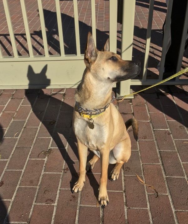 German Shepherd Basenji Mix Looking Over Her Shoulder