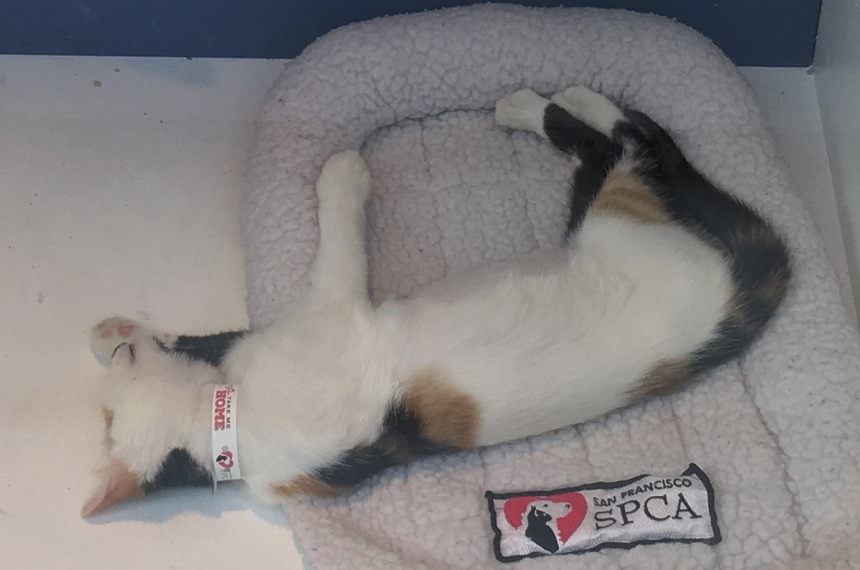 Calico Kitten Sleeping Half On A Cat Bed