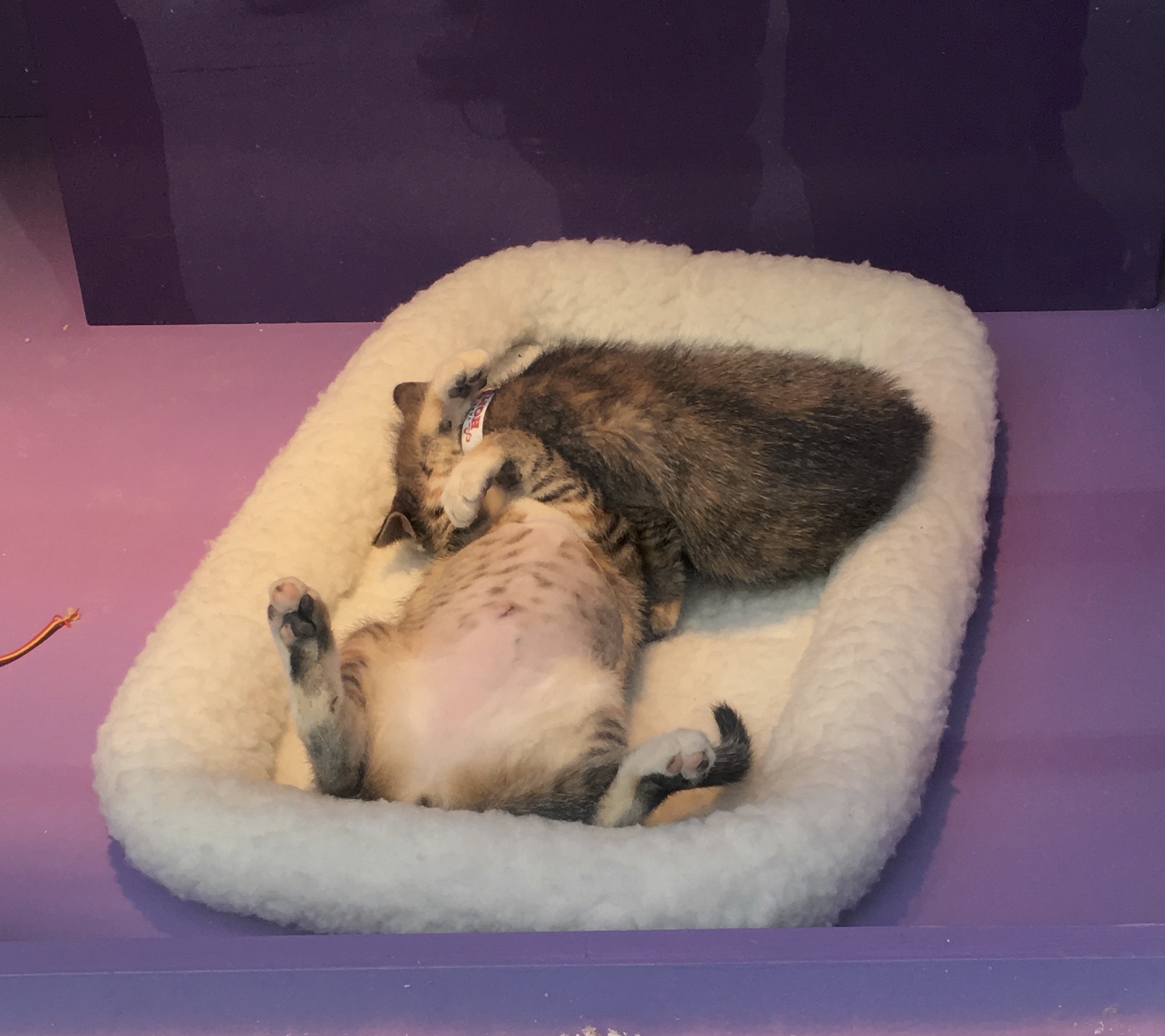 Kittens Playing In Store Window