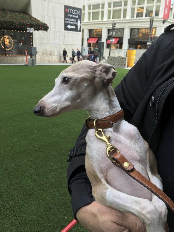 Pointy Italian Greyhound In Man's Arms