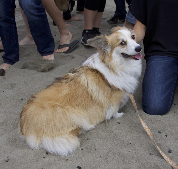 Fluffy Pembroke Welsh Corgi With Half-Floppy Ears, Grinning Saucily At The Camera