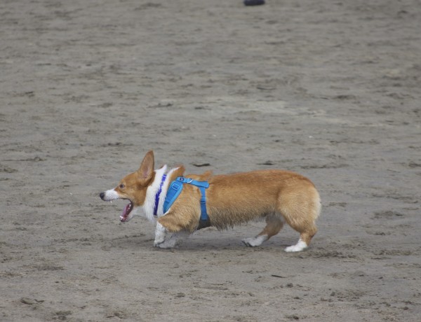 Red And White Pembroke Welsh Corgi Running Through The Sand With Mouth Wide Open