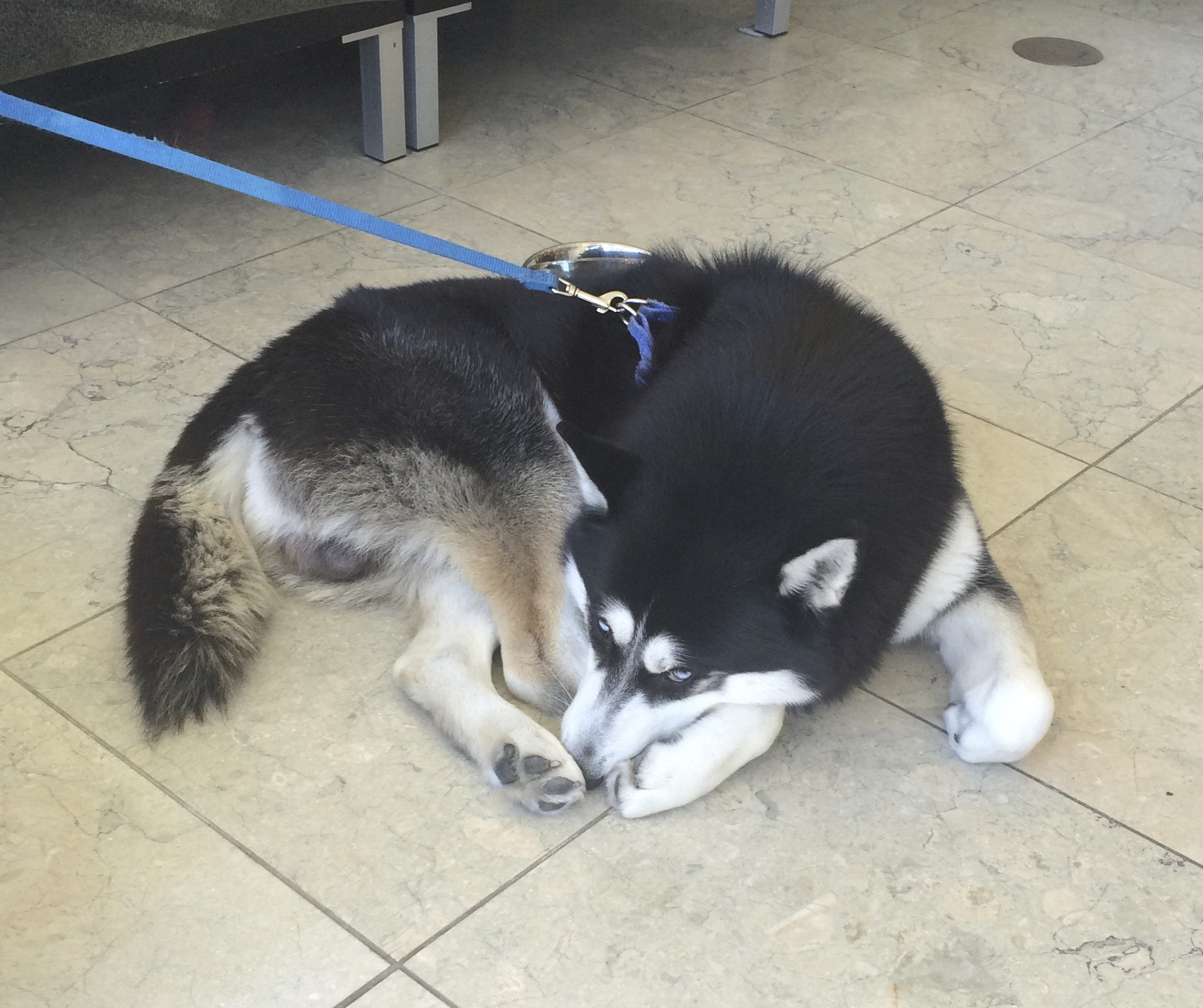 Black And White Siberian Husky Covering Nose With Paw