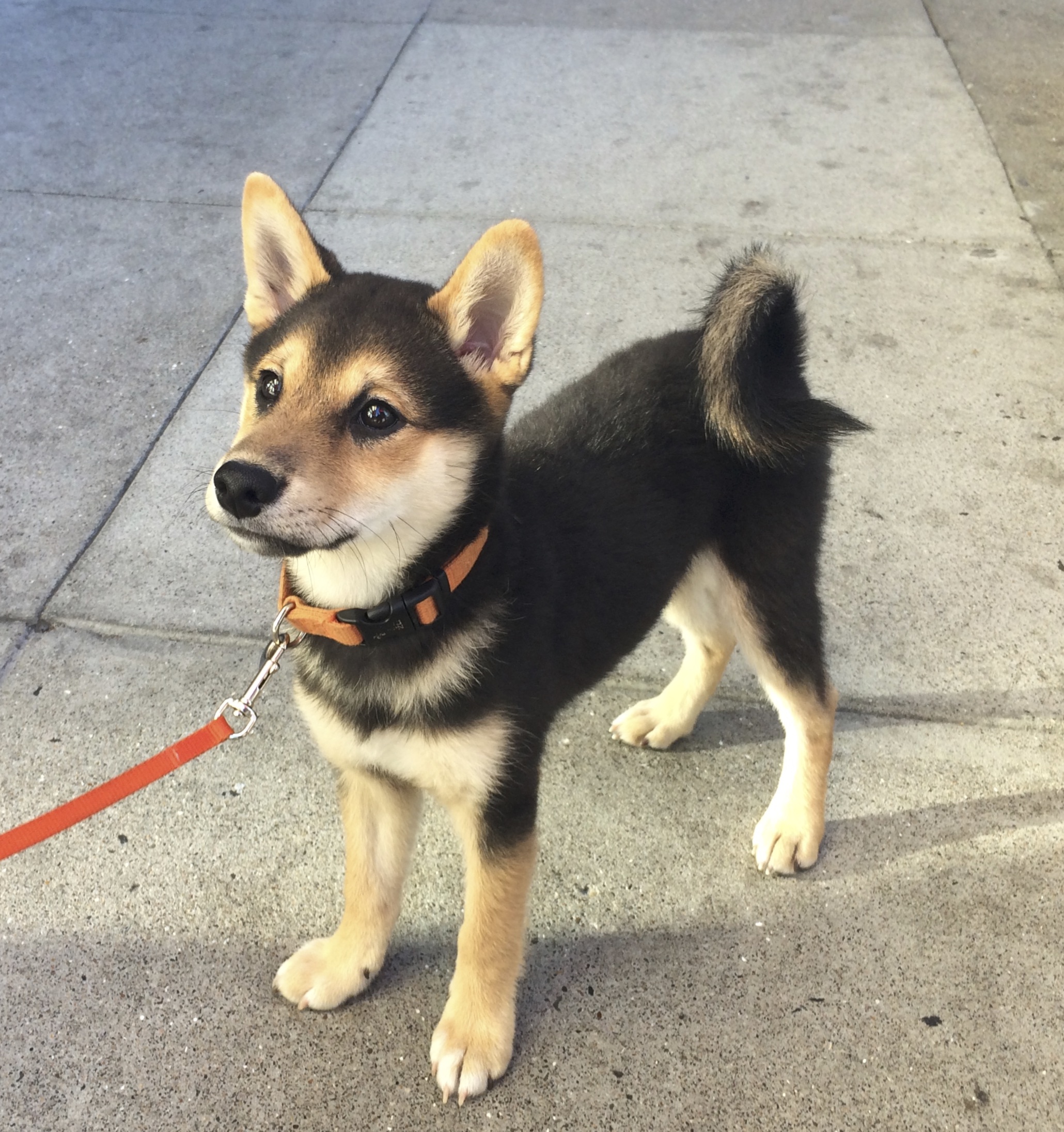 Dog Of The Day Mango The 3 Month Old Shiba Inu Puppy The Dogs