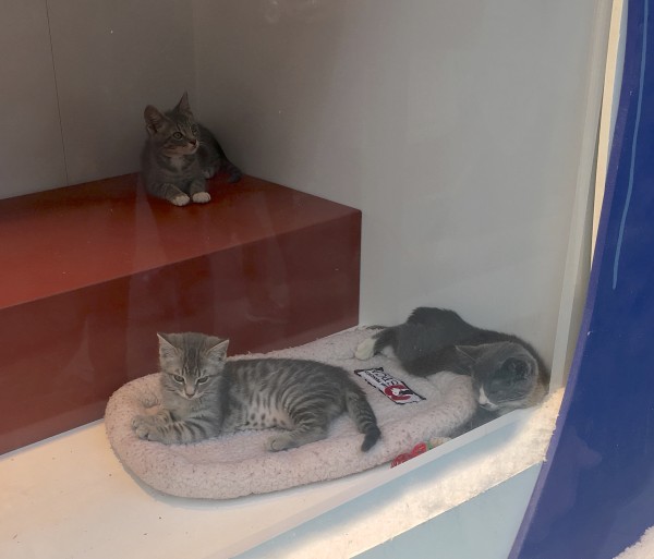 Three Grey Kittens, Including One Grey Tiger Tabby