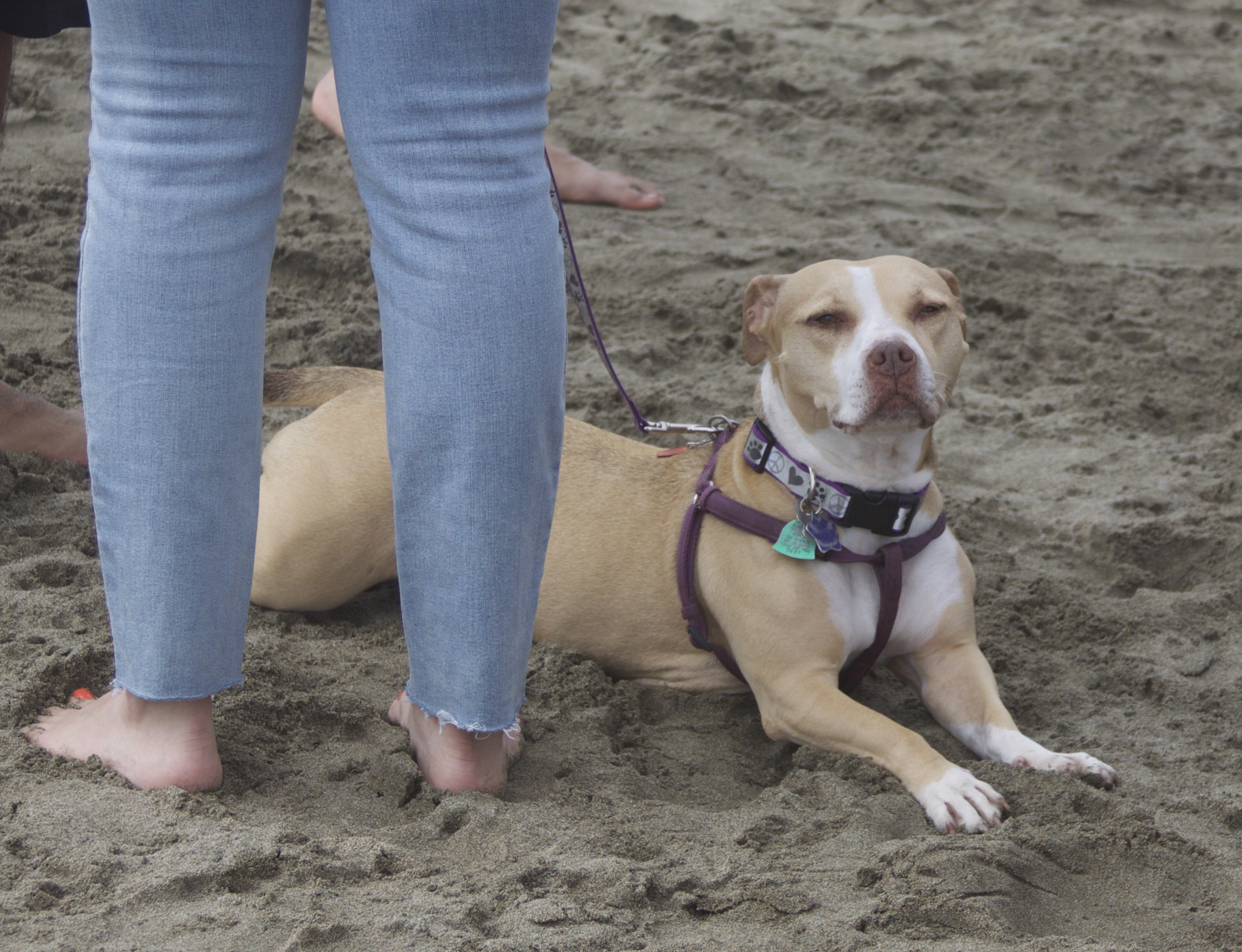 American Pit Bull Terrier Mix Sprawled Out On A Sandy Beach