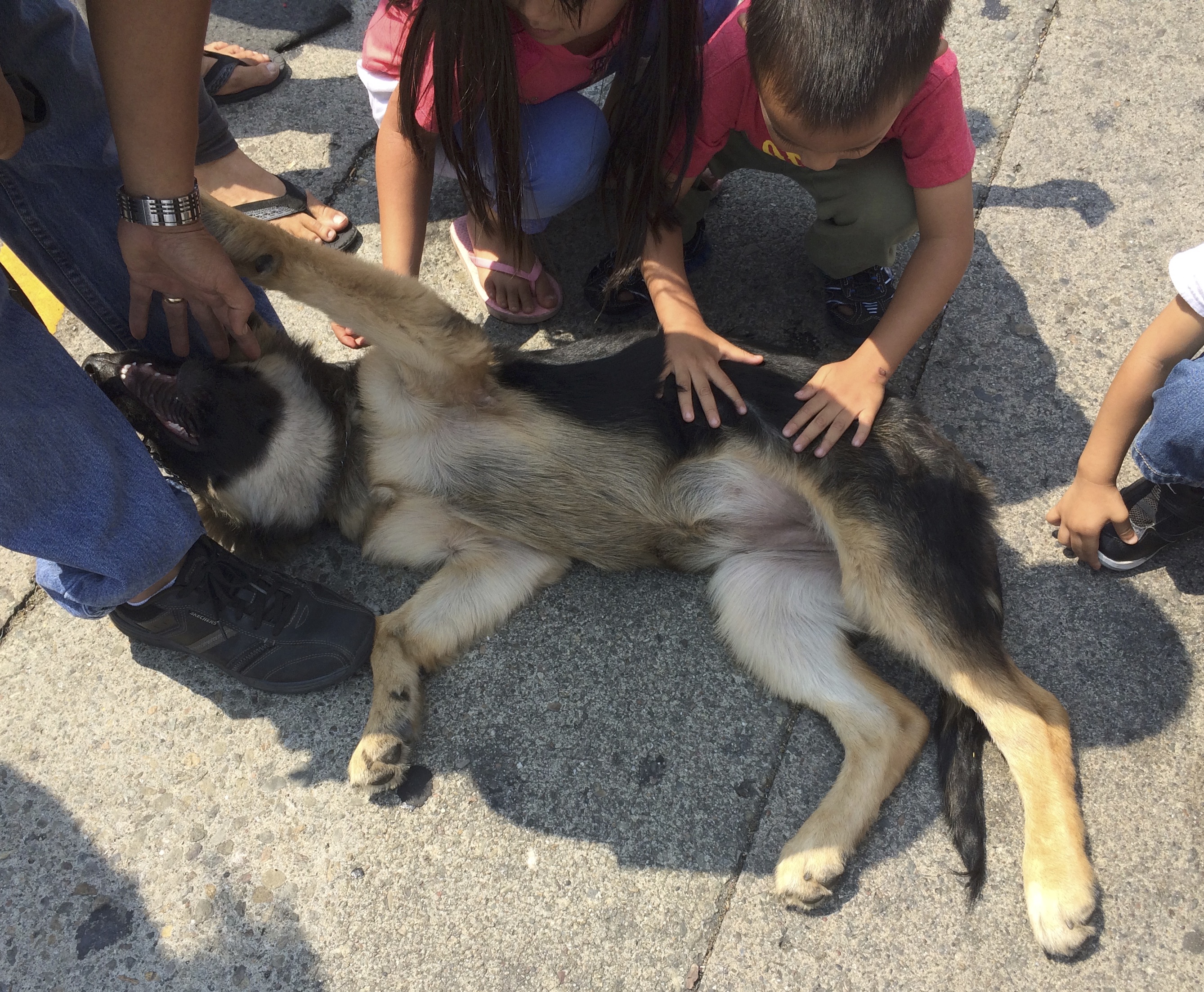 Kids Petting An Adorable German Shepherd Puppy Who Is Lying On The Ground