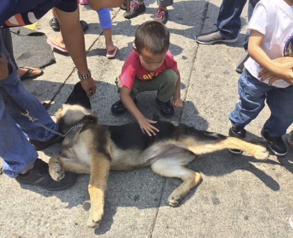Kids Petting An Adorable German Shepherd Puppy Who Is Lying On The Ground And Stretching