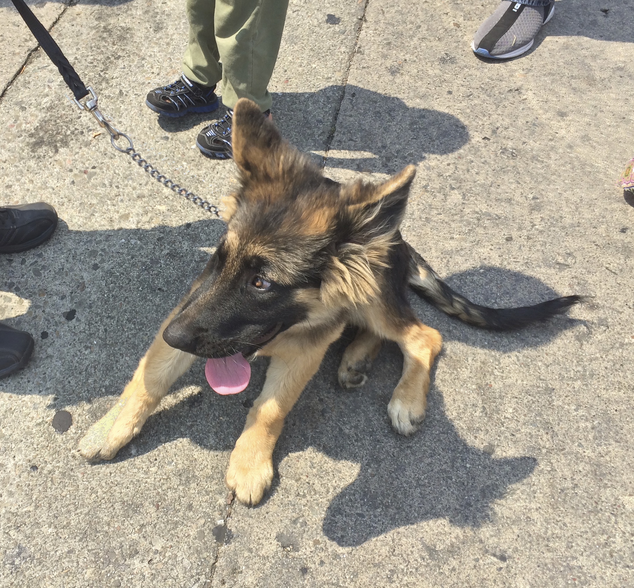 Adorable 4-Month-Old German Shepherd Puppy Sitting And Grinning