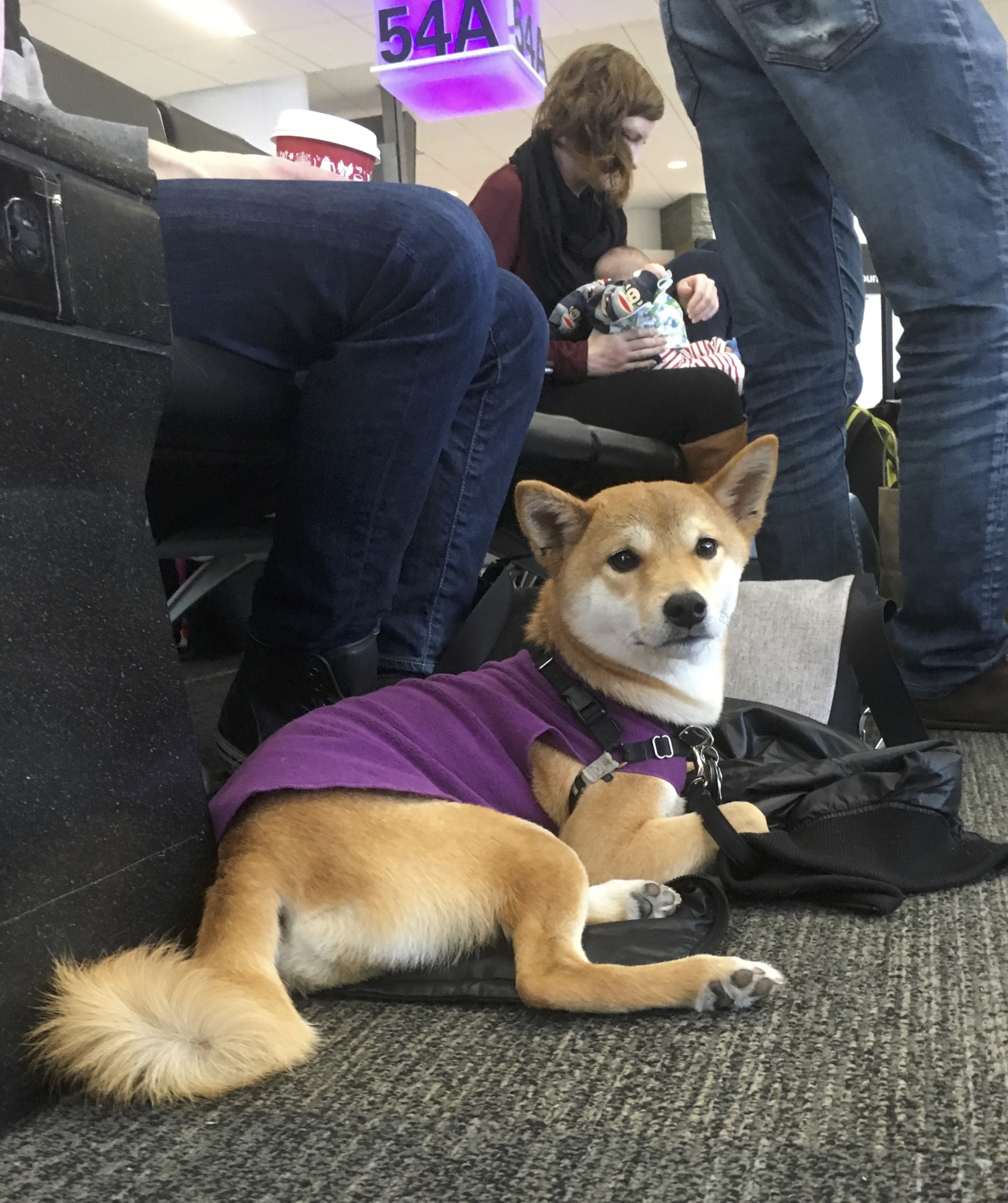 Assistance Shiba Inu In A Purple Vest