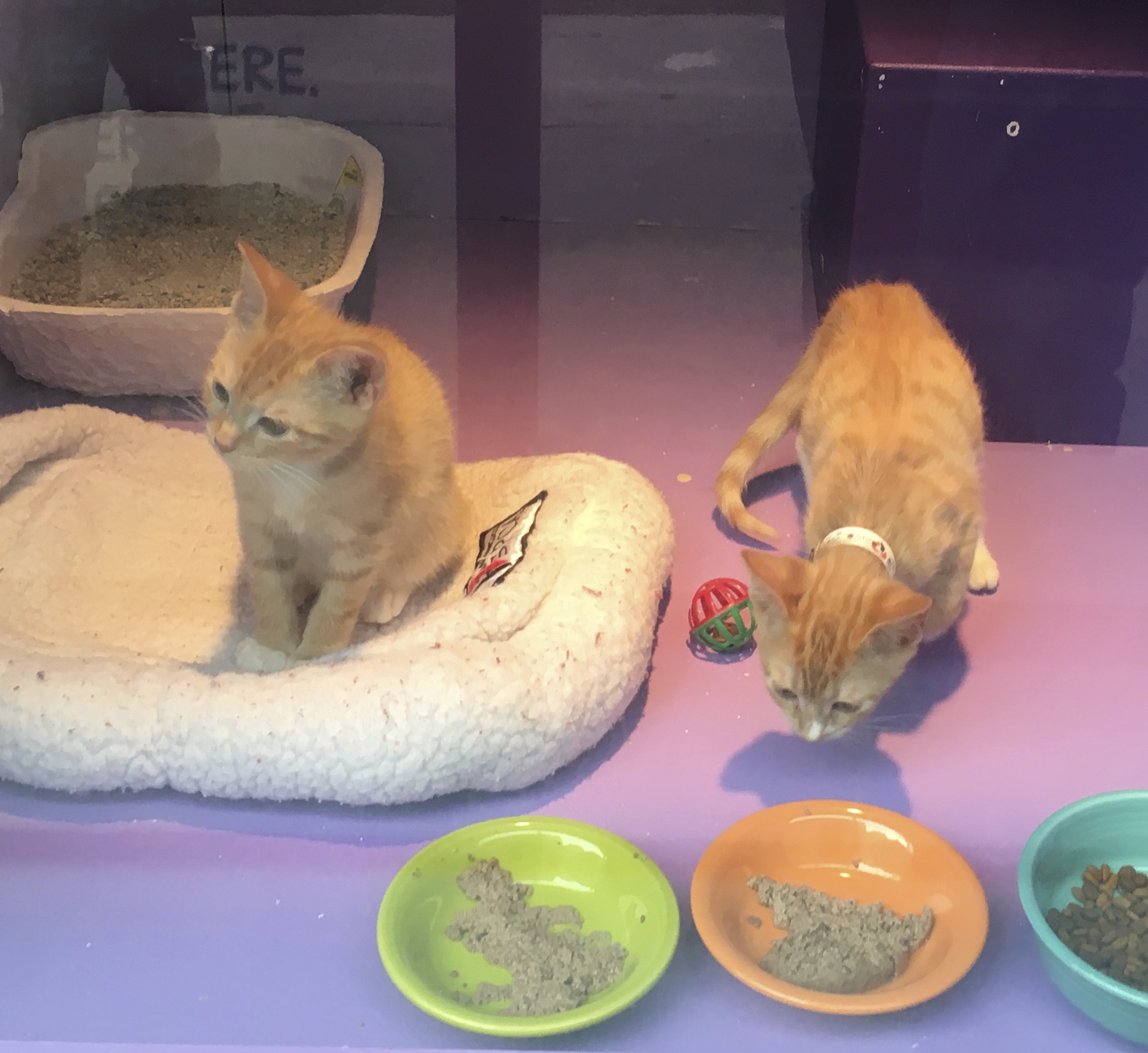 Two Macy's Marmies, Marmalade Tiger Tabby Kittens In A Shop Window