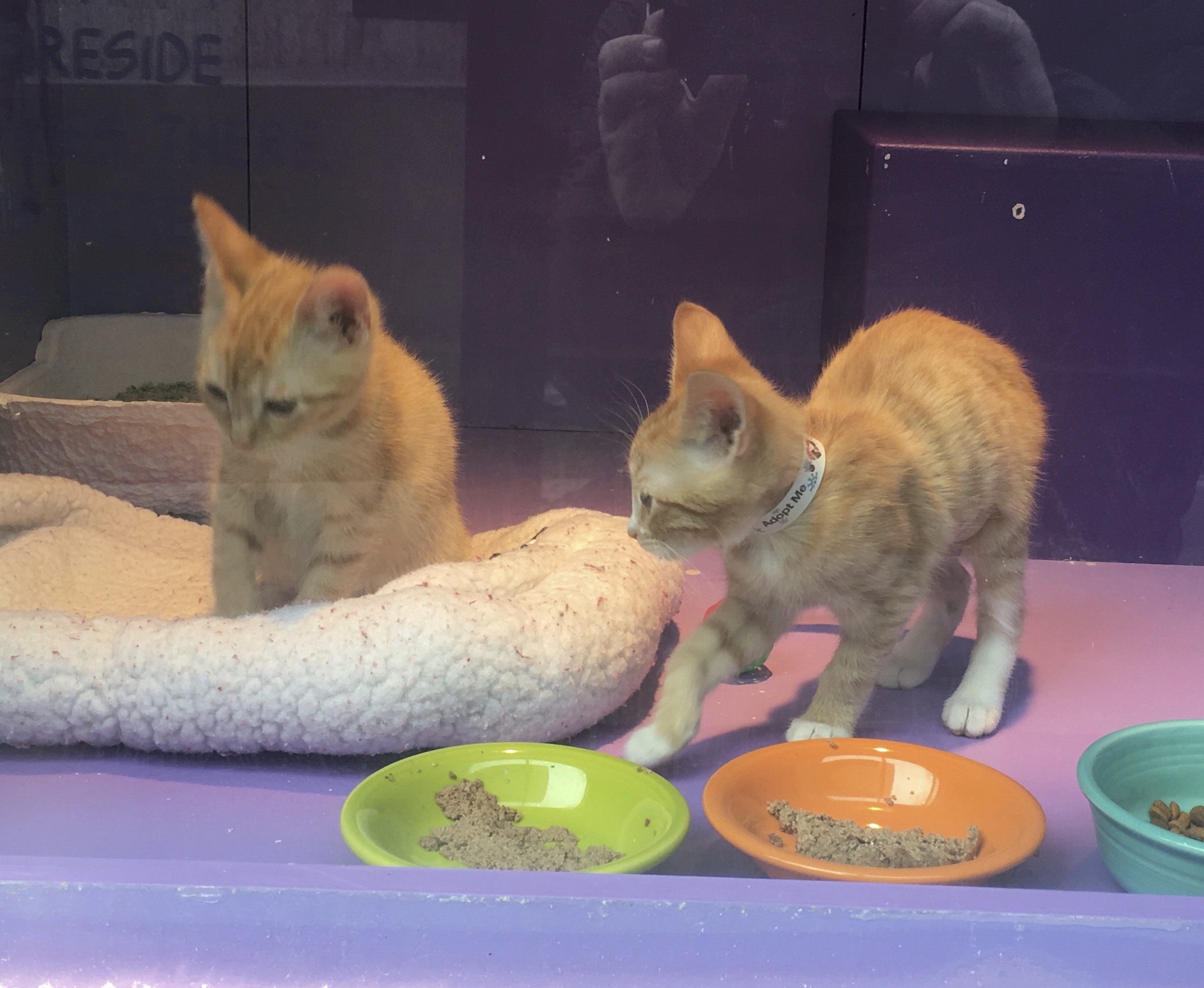 Two Macy's Marmies, Marmalade Tiger Tabby Kittens In A Shop Window