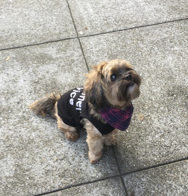 Yorkshire Terrier Shih Tzu Mix Wearing A Shirt That Says Customer Service