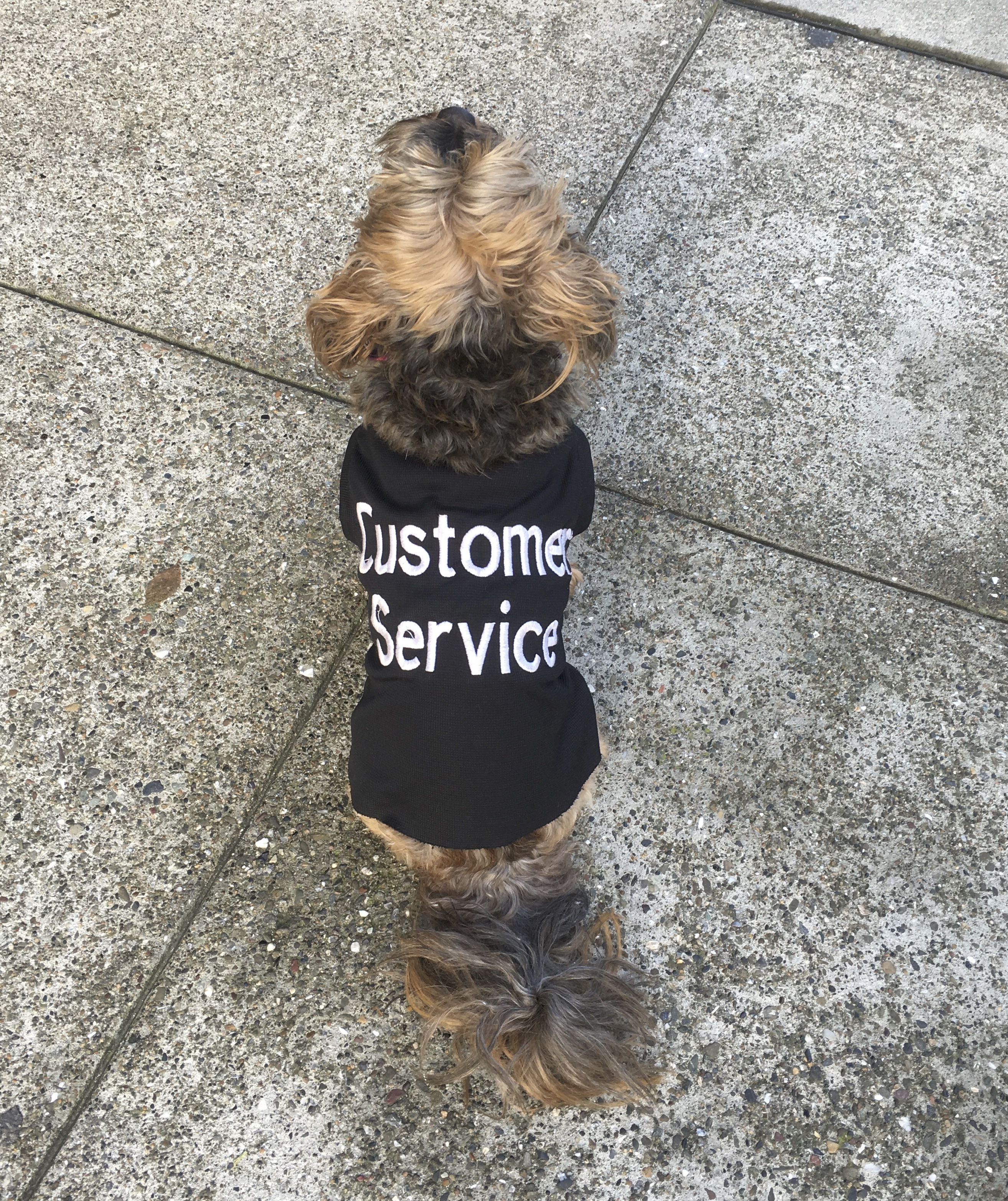 Yorkshire Terrier Shih Tzu Mix Wearing A Shirt That Says Customer Service
