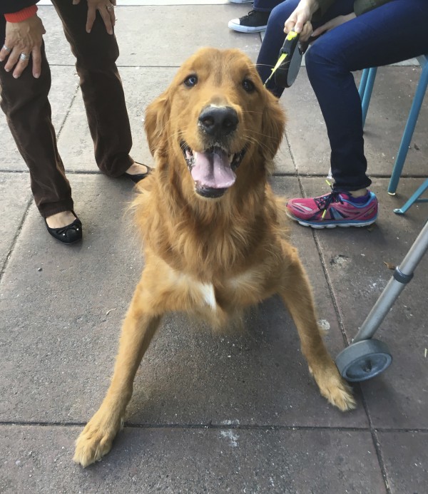 The Happiest Golden Retriever (With A White Medallion)