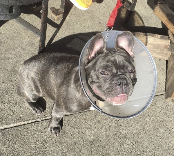 Blue French Bulldog Puppy In Cone Of Shame