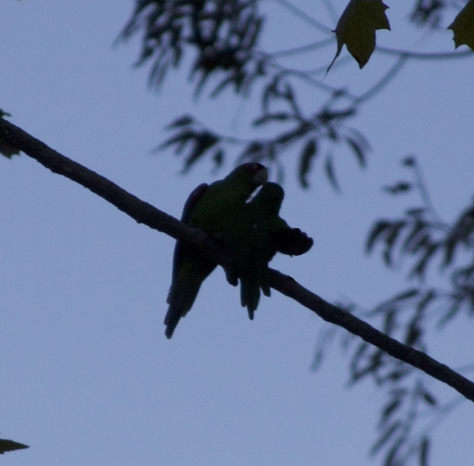The Parrots Of Telegraph Hill: Two Silhouetted Parrots Grooming One Another