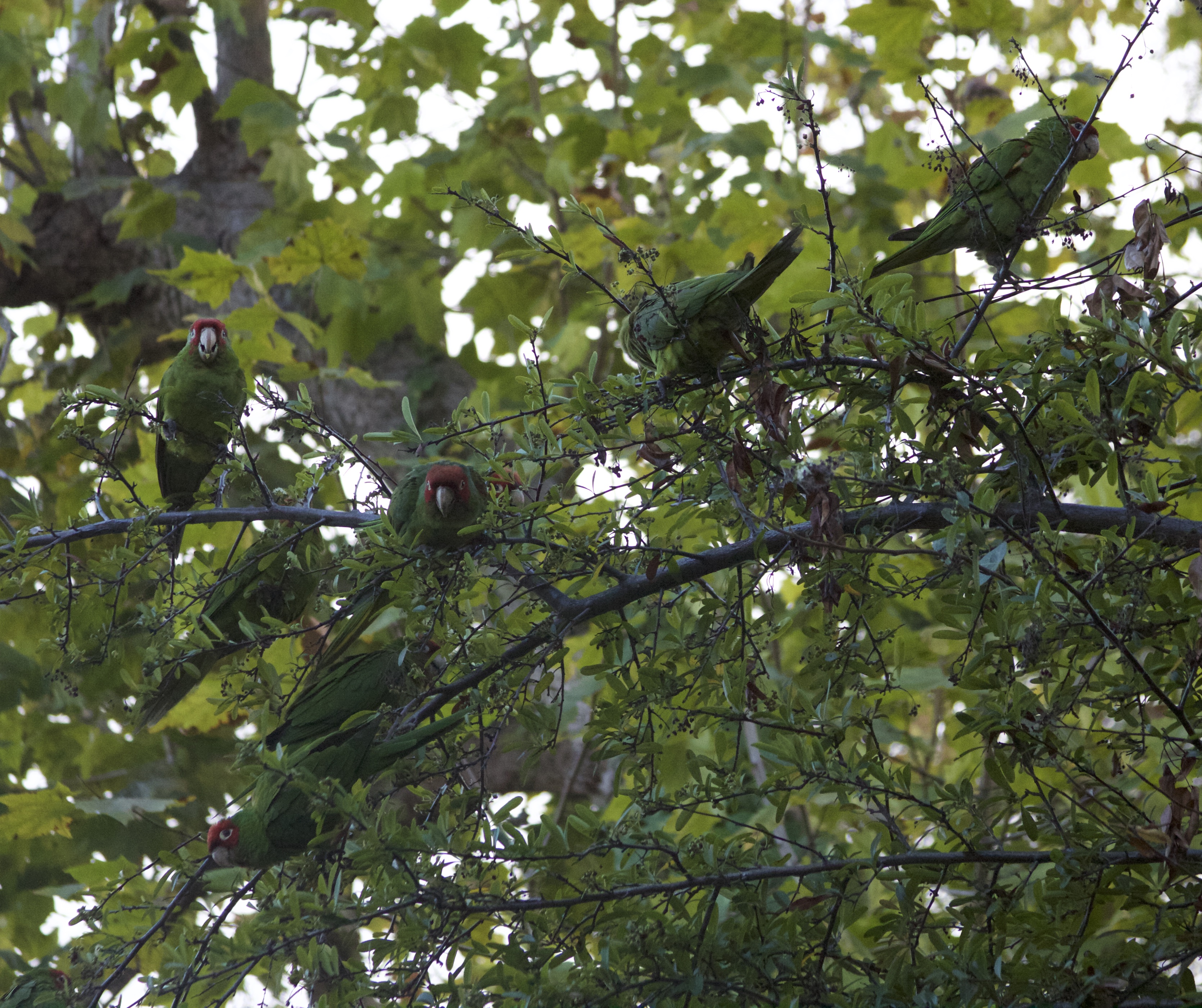 The Parrots Of Telegraph Hill: A Bunch Of Parrots In A Tree