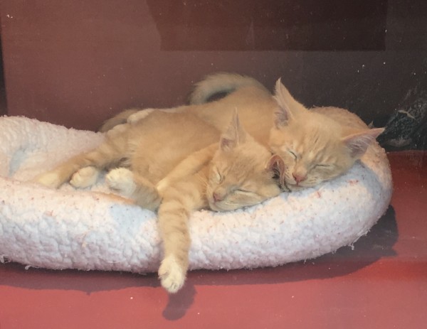 Marmalade Kittens Sleeping Squooshed Together
