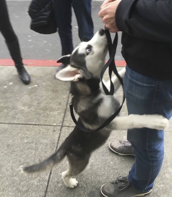 Thor, an Adorable 4 Month Old Siberian Husky Puppy, Jumping Up On Someone's Leg