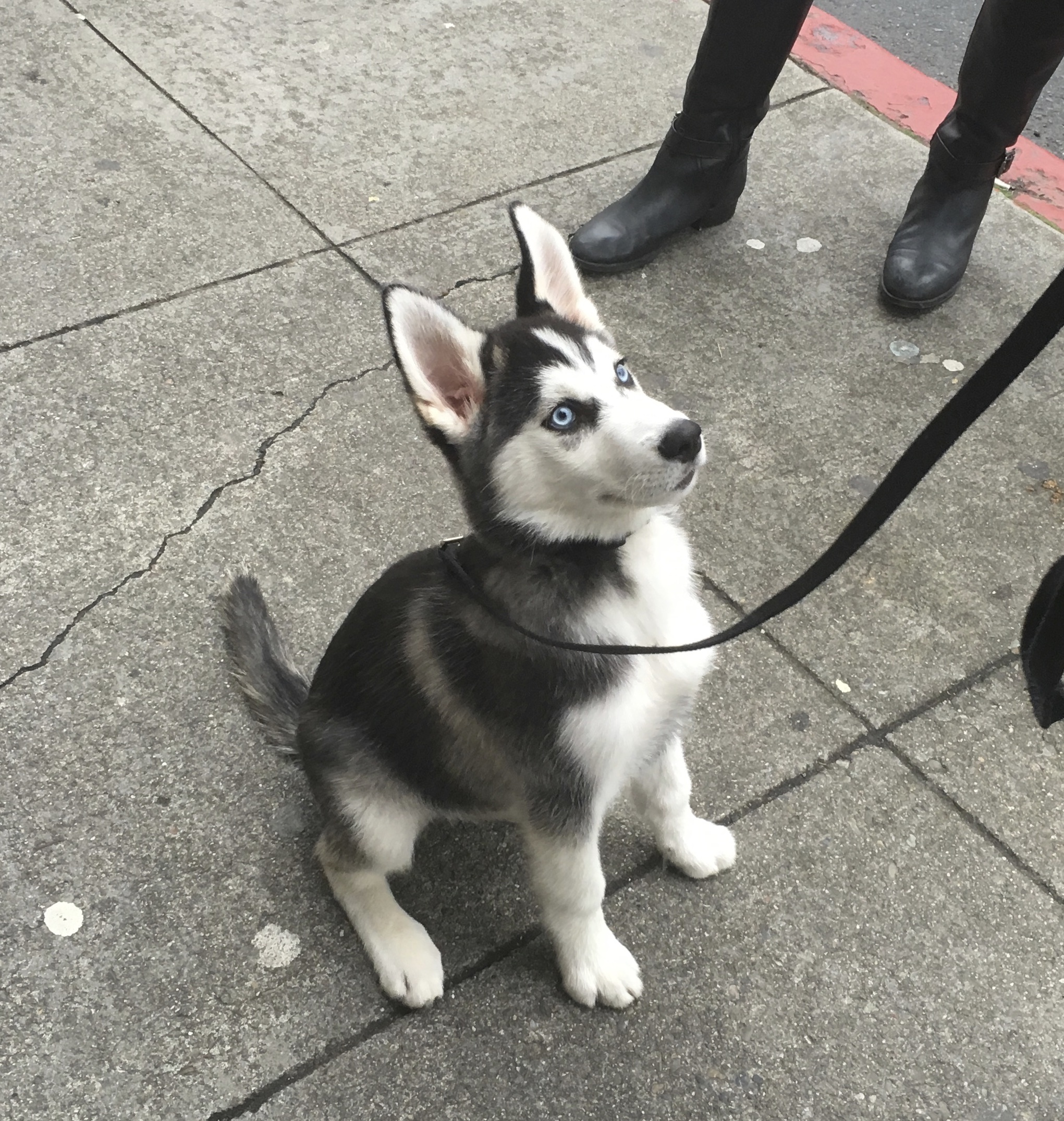 Thor, an Adorable 4 Month Old Siberian Husky Puppy