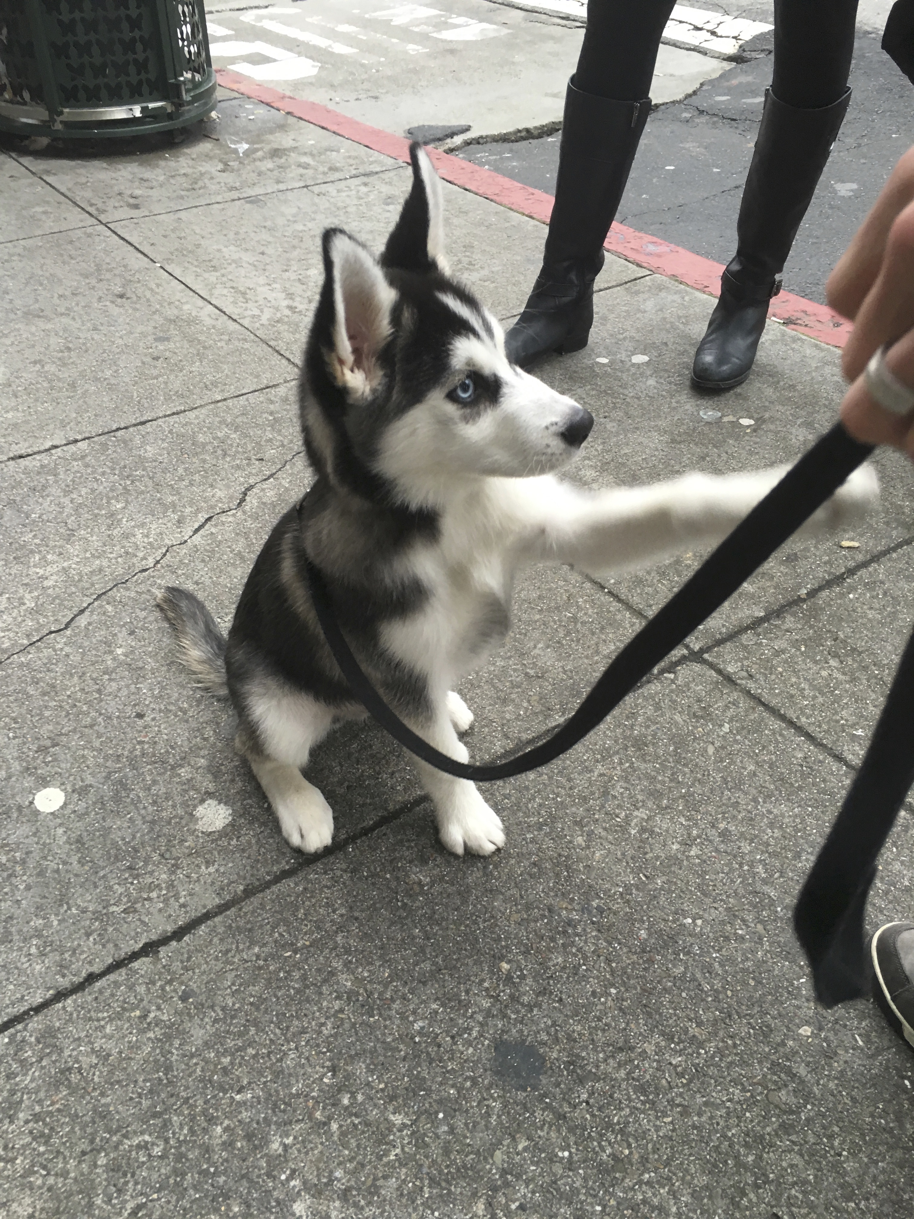 Thor, an Adorable 4 Month Old Siberian Husky Puppy Trying To Shake