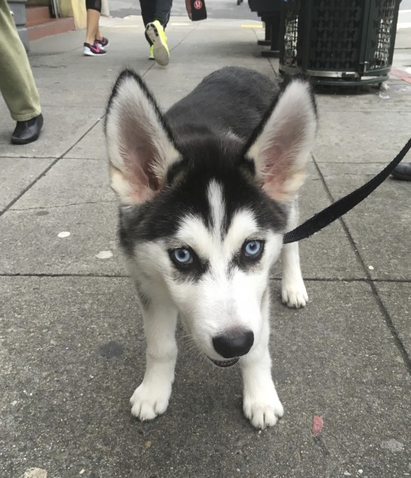 Thor, an Adorable 4 Month Old Siberian Husky Puppy With Perfect Fleur-De-Lis Markings On His Forehead