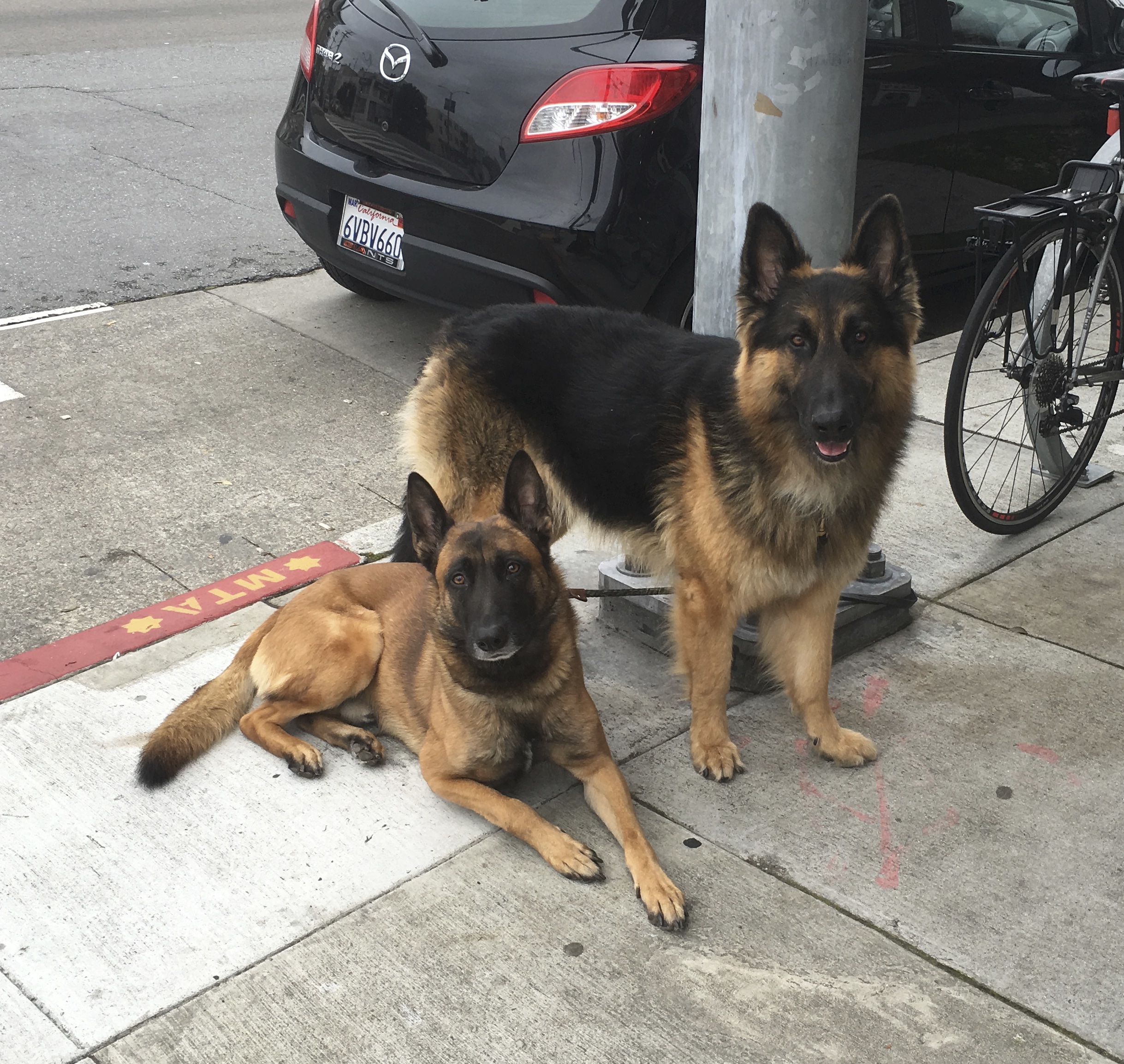 Two Belgian Shepherds, A Malinois And A Tervuren, Posting