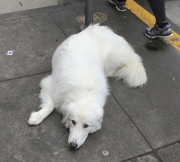 Maremma Sheepdog Lying On The Sidewalk Looking Woeful