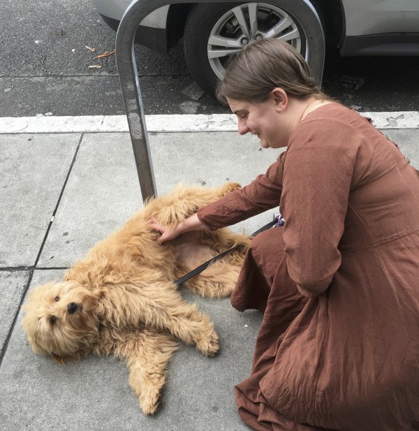 Woman Petting Fluffy Goldendoodle Who Is Lying On His Side On The Sidewalk