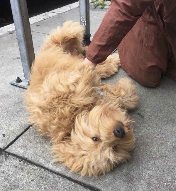 Woman Petting Fluffy Goldendoodle Who Is Lying On His Back On The Sidewalk