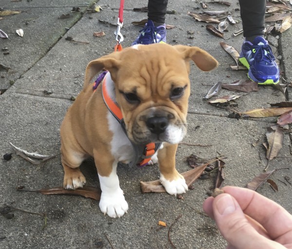 English Bulldog Puppy With Ears Lifted Halfway Up