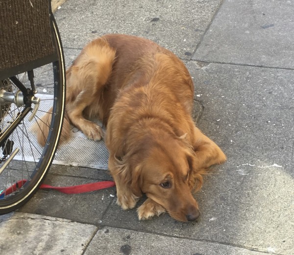 Sad-Eyed Golden Retriever Lying On The Pavement