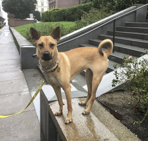 Basenji German Shepherd Mix Dog Standing On A Stone Wall In The Rain In San Francisco