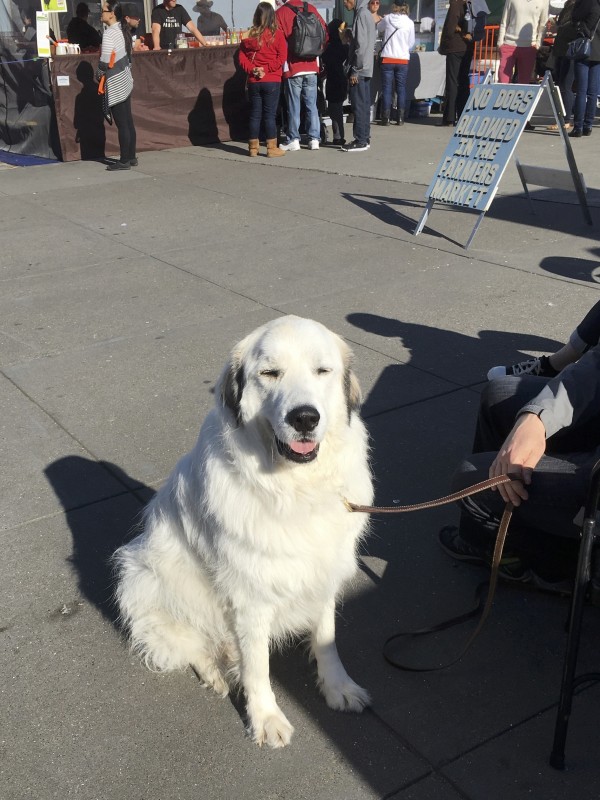 Great Pyrenees Sitting And Grinning In Front Of A No Dogs Allowed Sign