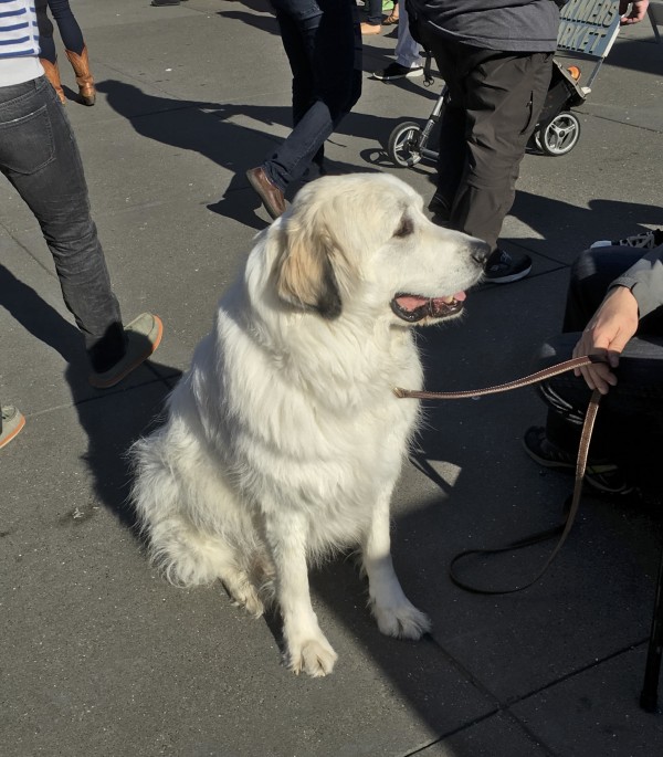 Great Pyrenees Sitting