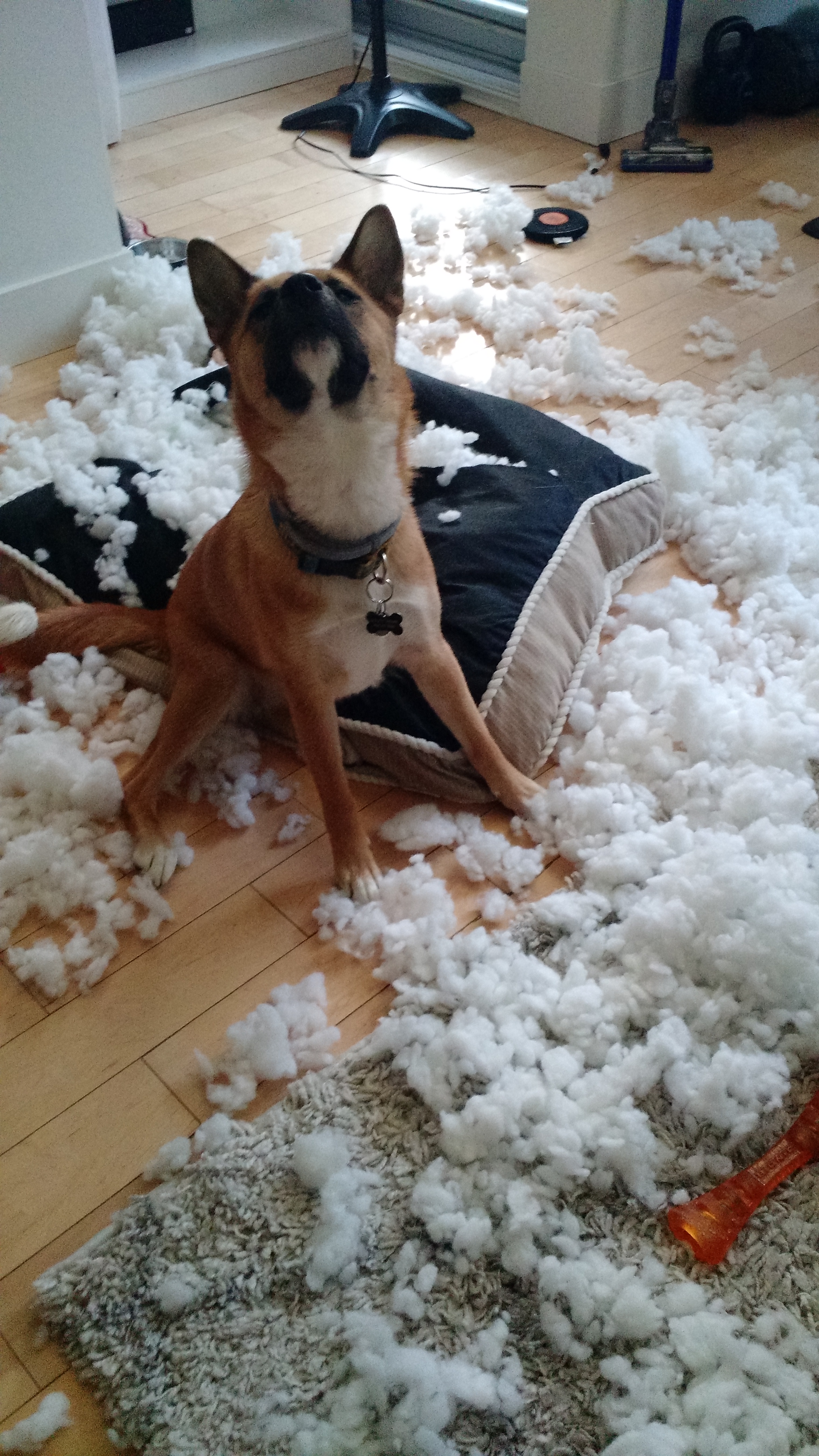Deputy Brown The Rather Naughty Dog Jindohuskita Covered The Entire Living Room In Cotton Batting