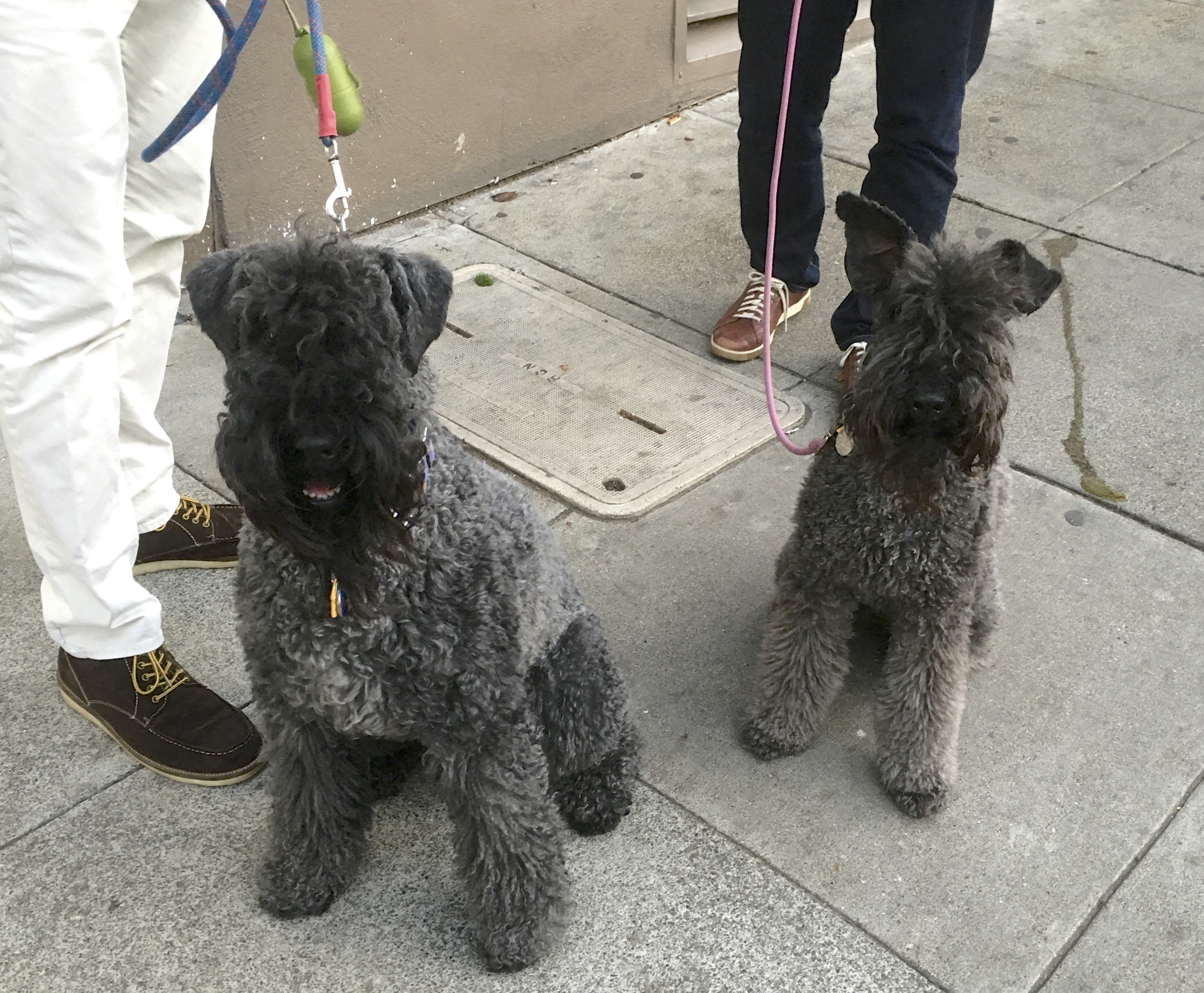 Two Kerry Blue Terriers