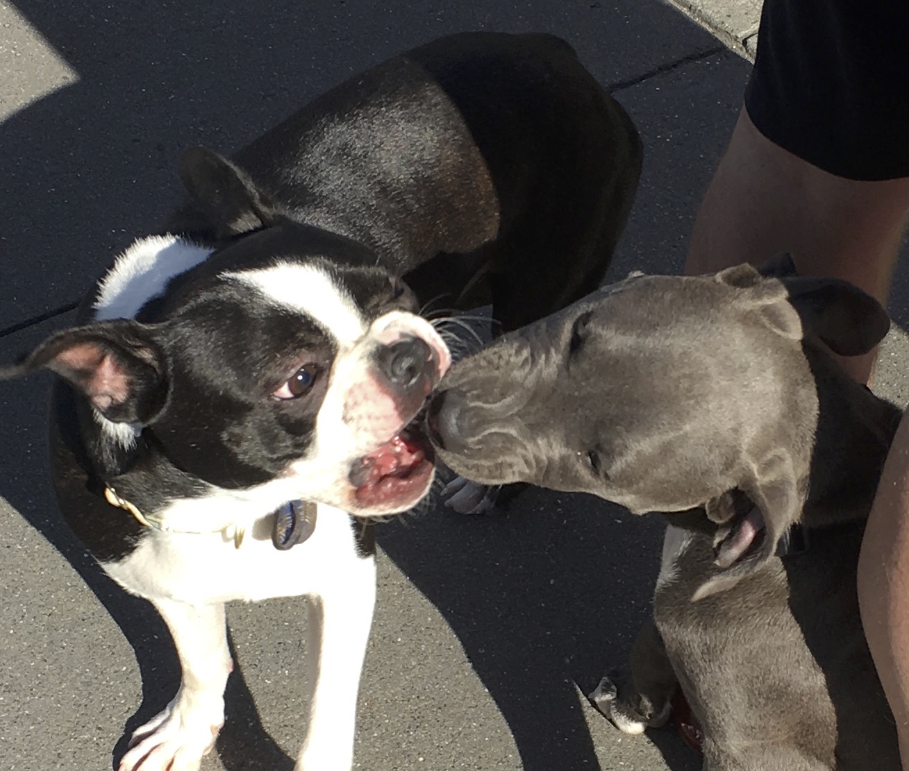 Black And White Boston Terrier And Bluenose Pit Bull Puppy Kissing
