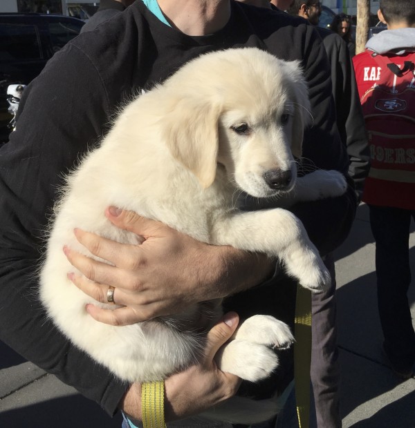 Man Holding 11-Week-Old Golden Retriever Puppy