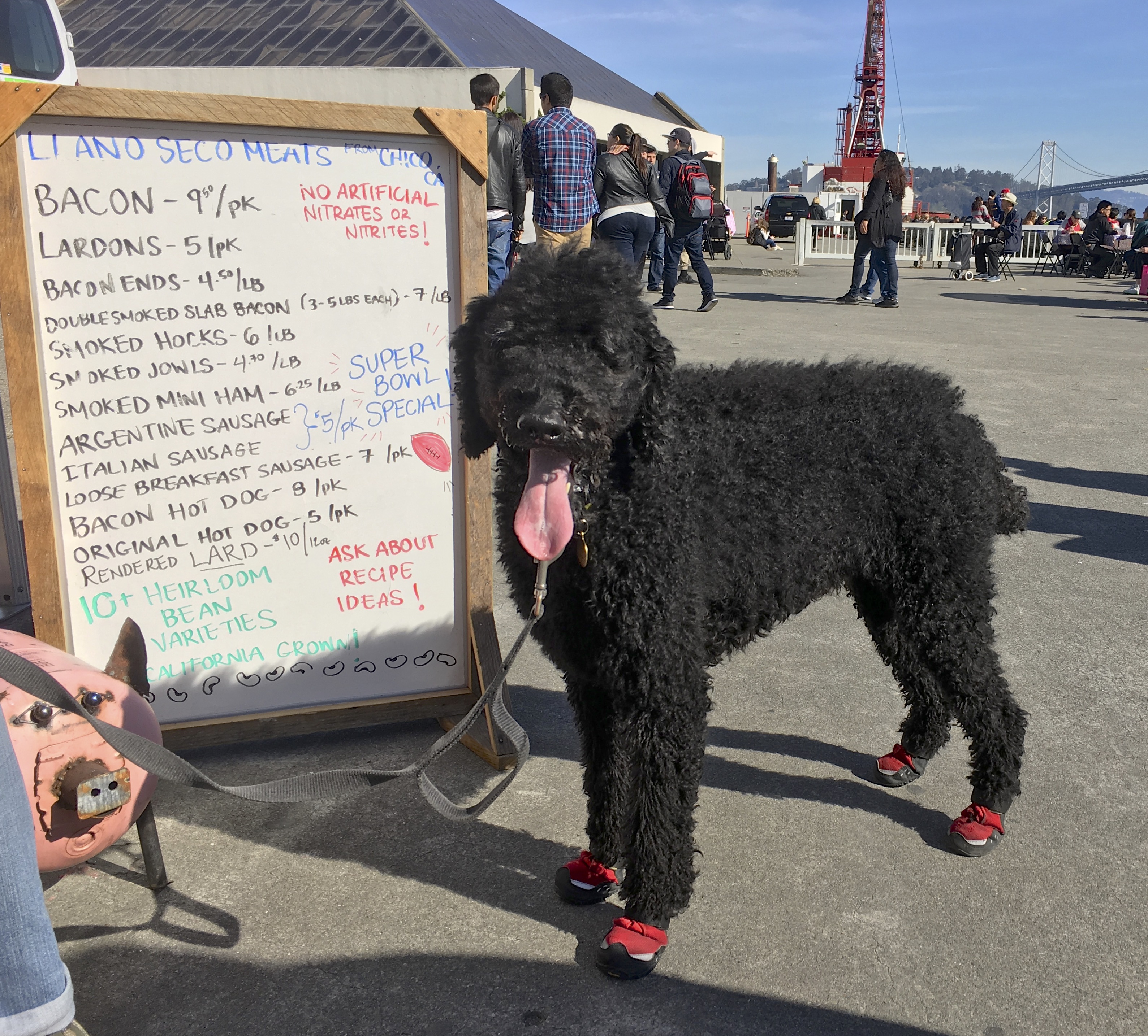 Grinning Black Standard Magnificently Attired Poodle In Red Boots