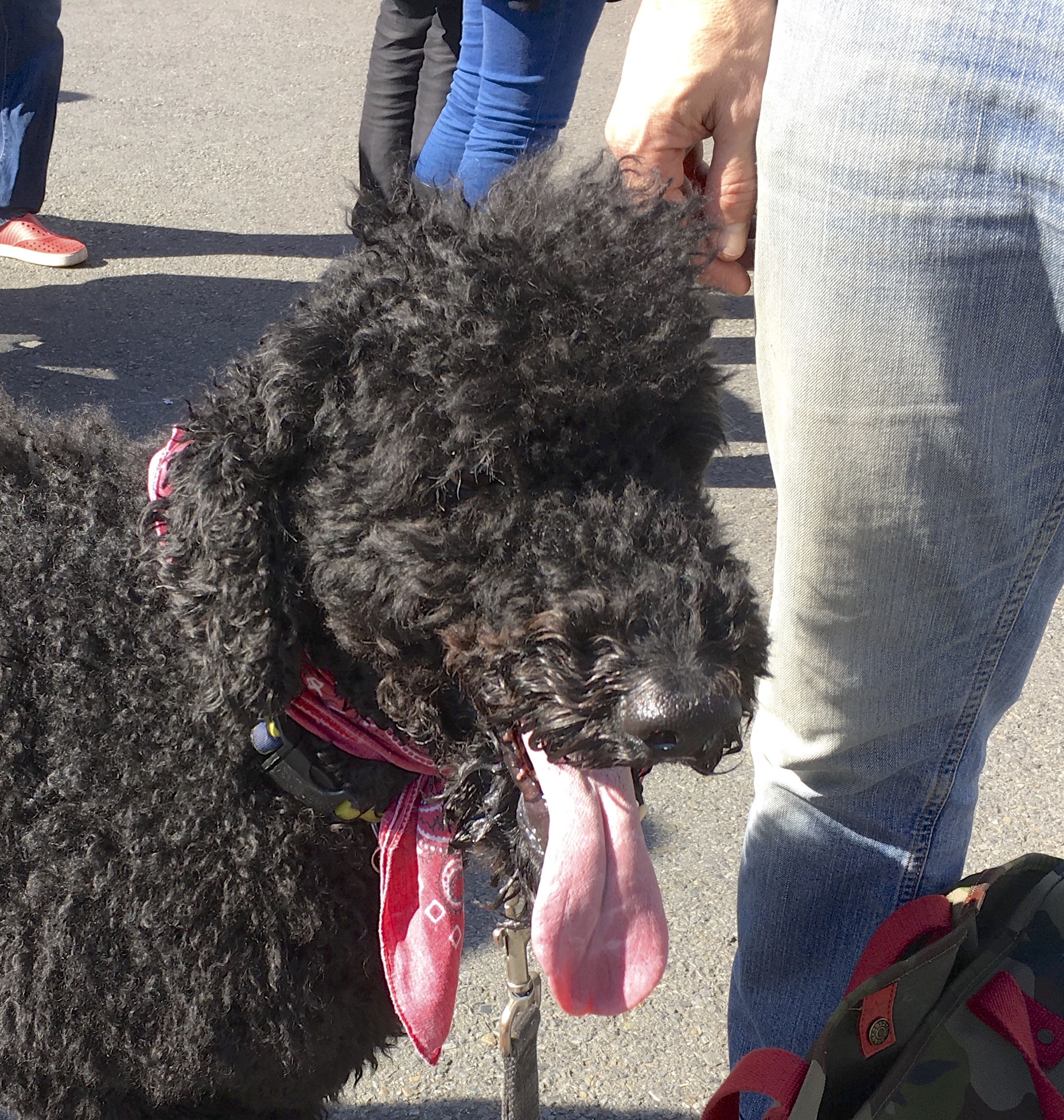 Grinning Black Standard Magnificently Attired Poodle In Pink Bandana
