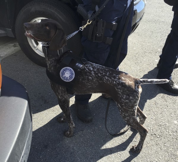 Coast Guard German Shorthaired Pointer Standing At Attention