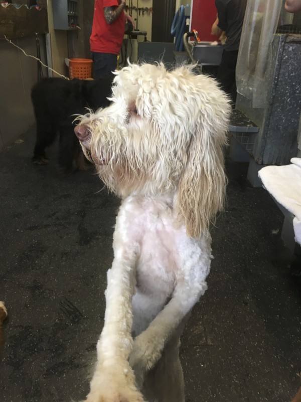 Shaved Labradoodle