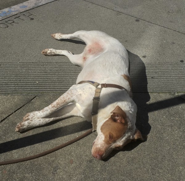 Sleepy Australian Cattle Dog Mix (Red Merle) Lying On The Sidewalk